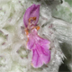 Stachys byzantina