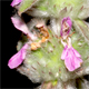 Stachys germanica