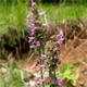 Betonica officinalis