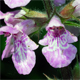 Stachys palustris
