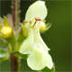 Stachys recta g.