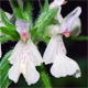 Stachys recta
