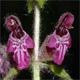 Stachys sylvatica