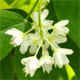 Staphylea pinnata