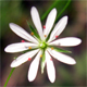 Stellaria graminea