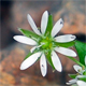 Stellaria media