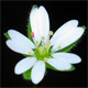 Stellaria neglecta