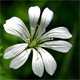Stellaria nemorum