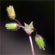 Stellaria pallida