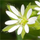 Stellaria ruderalis