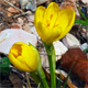 Sternbergia lutea