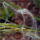 Stipa eriocaulis