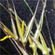 Stipa letourneuxii