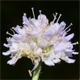 Succisa pratensis