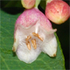 Symphoricarpos albus
