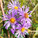 Symphyotrichum novae-angliae