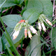 Symphytum bulbosum