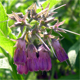 Symphytum officinale