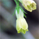 Symphytum tuberosum a.