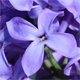 Syringa vulgaris
