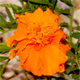 Tagetes erecta