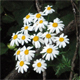 Tanacetum corymbosum agg.