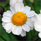 Tanacetum parthenium