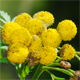 Tanacetum vulgare