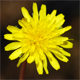 Taraxacum sect. Erythrosperma