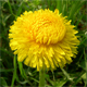 Taraxacum sect. Ruderalia