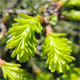 Taxodium distichum