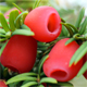Taxus baccata