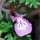 Teucrium botrys