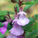 Teucrium chamaedrys