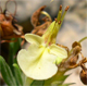 Teucrium montanum