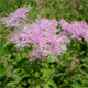Thalictrum aquilegiifolium