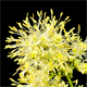 Thalictrum lucidum