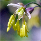 Thalictrum minus