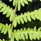 Thelypteris palustris