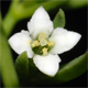 Thesium alpinum