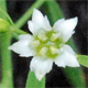Thesium bavarum