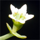 Thesium humifusum