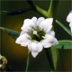 Thesium pyrenaicum p.