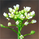 Mummenhoffia alliacea