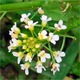 Thlaspi arvense