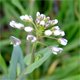 Microthlaspi perfoliatum