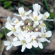 Noccaea praecox