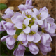 Noccaea rotundifolia