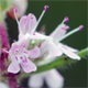 Thymus praecox p.