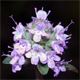 Thymus pulegioides s.l.